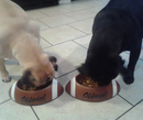 Petpro Pet Bowl Brown Football Design - Flashpopup.com